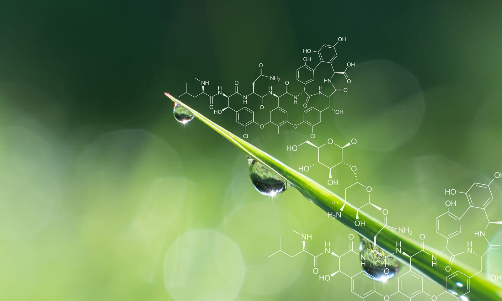 Siembras de Origen outsourced services Bioprospecting