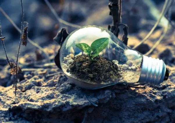 Descarbonización y Compensaciones en la Industria del Café: Un Camino hacia la Sostenibilidad Ambiental