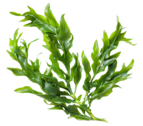 Algae