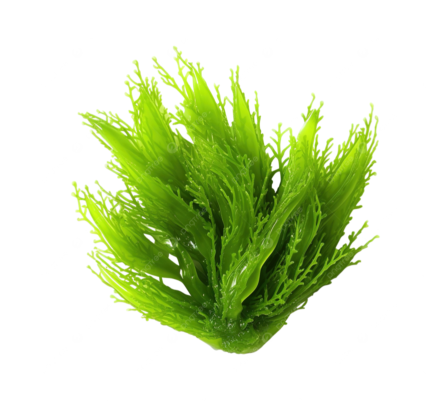 Biomass