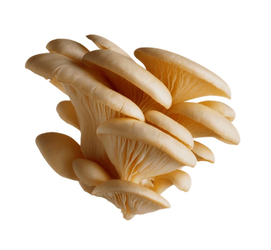Orellana